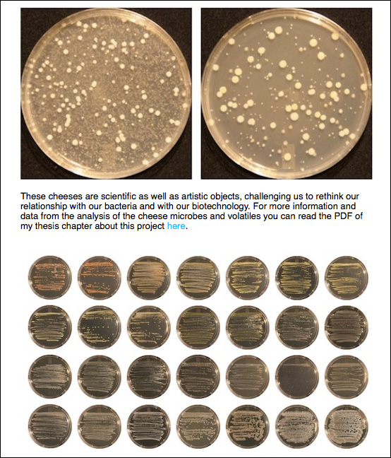 へそのゴマで作ったチーズが存在した!! 米・生物学者が展示 の画像2