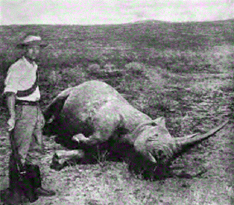 ceratotherium1.gif