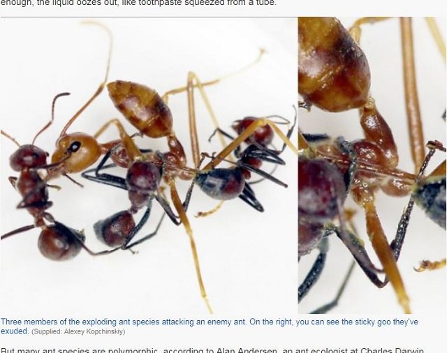 巣を守るために「自爆」する特攻アリが発見される！ 究極の自己犠牲の深～い意義とは!?（最新研究）の画像2