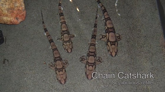 深海でネオンのように光る謎の生物とは