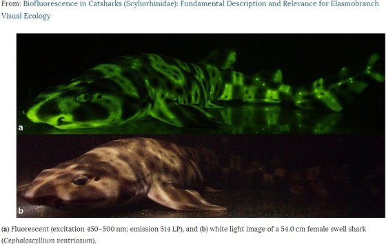 深海でネオンのように光る謎の生物とは