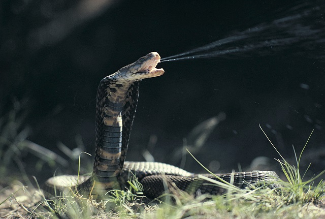 コブラに舌を噛ませてハイになる「毒蛇ドラッグ」が蔓延中！ 肉体痙攣、最凶高揚感、効果は1カ月持続「アヘン超え」＝インドの画像1
