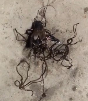 閲覧注意 死骸から湧き出す 黒いスパゲッティ 昆虫を 入水自殺 させる恐怖の寄生虫の正体は