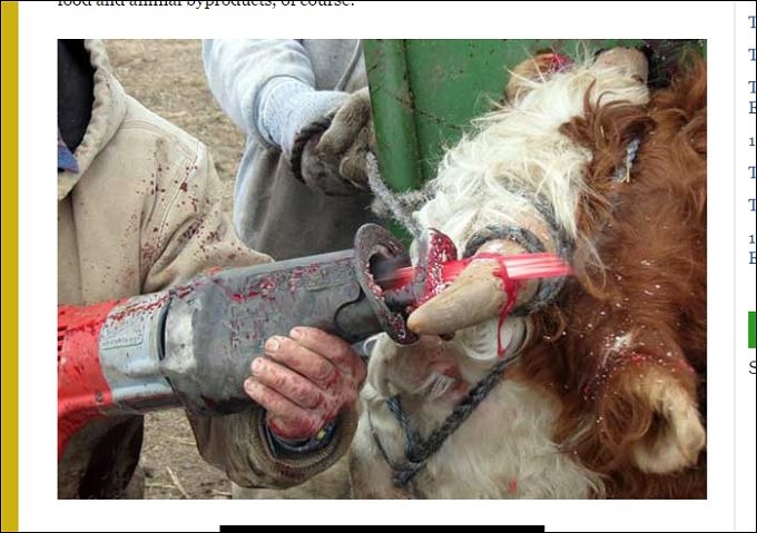 dehorning_01.jpg