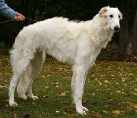半人半獣の超巨大UMA「犬人間」が地元紙で激写される! ピットブルさえ噛み殺す凶暴性…チュパカブラか?=アルゼンチンの画像3