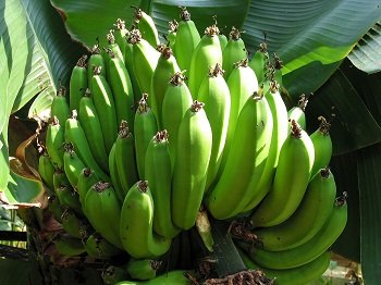 【原発事故・実録】タイ料理で放射性物質を排出した男が語る「タイの神食材ベスト10」! 加齢臭・抗がん・美容効果も(前編)の画像9