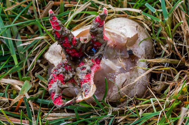 【閲覧注意】エイリアンの卵、遂に捕獲成功か? なんともおぞましい悪魔の指の画像2