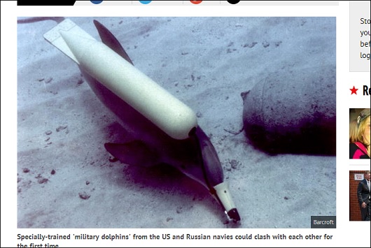 dolphin.jpg