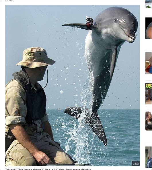 dolphin_2.jpg