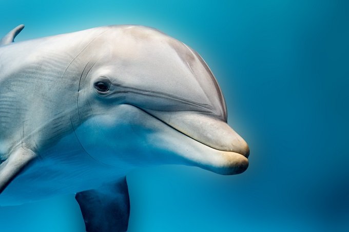 dolphins_1.jpg