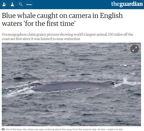 絶滅の危機 なんて真っ赤なウソ シロナガスクジラの目撃相次ぐ