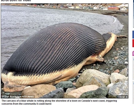 巨大クジラの死体が人間を襲う？　ビーチに打ち上げられた60トンのクジラに町民は戦々恐々！の画像1