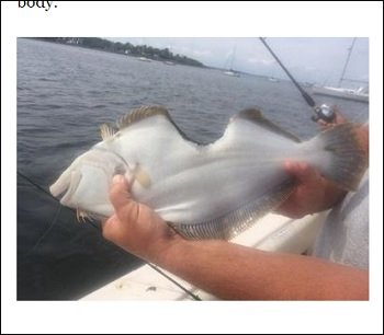 flatfish_3.jpg