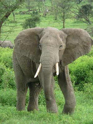「ヒト特有の行為」だったはずの埋葬を行う動物3選! 動物にも心と感情がある証拠が次々発見される!!の画像4
