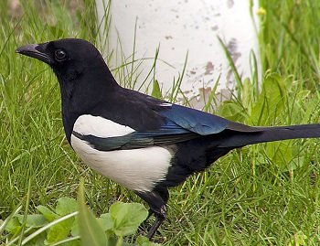 「ヒト特有の行為」だったはずの埋葬を行う動物3選! 動物にも心と感情がある証拠が次々発見される!!の画像3