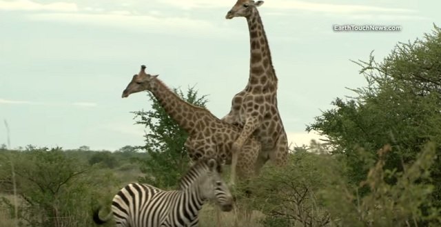 ゲイペンギンのカップルが育児放棄された子ペンギンを保護! あまりの生産性に飼育員も感動、2人の優しさについて語る!の画像1