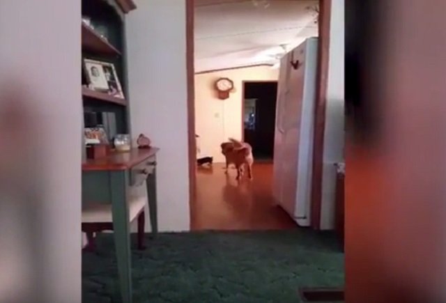 ghostdog_01.jpg