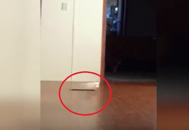 ghostdog_04.jpg