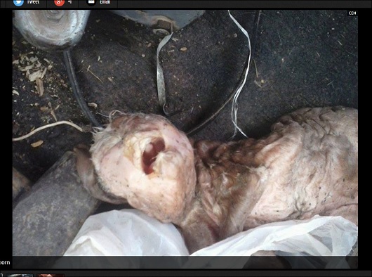 【閲覧注意】顔面崩壊した「人面ヤギ」が誕生!! 農薬の影響か、獣姦か!? =アルゼンチンの画像2