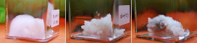 2カ月間「感謝されたご飯」と「バカにされたご飯」の比較画像に衝撃! 「無視」は最悪… やはり波動は存在する!の画像3