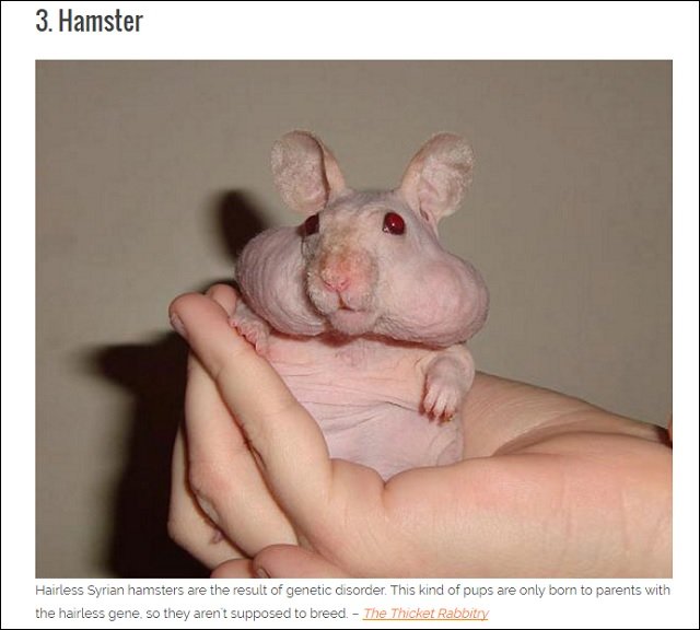 超ショック! 全身が禿げてしまったグロかわいい無毛動物16選の画像3