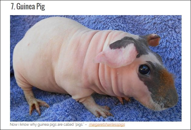 超ショック! 全身が禿げてしまったグロかわいい無毛動物16選の画像7