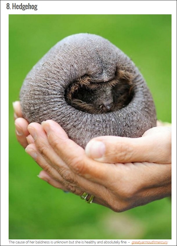 超ショック! 全身が禿げてしまったグロかわいい無毛動物16選の画像8