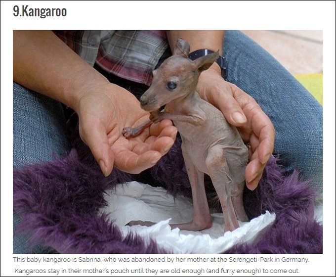 超ショック! 全身が禿げてしまったグロかわいい無毛動物16選の画像9