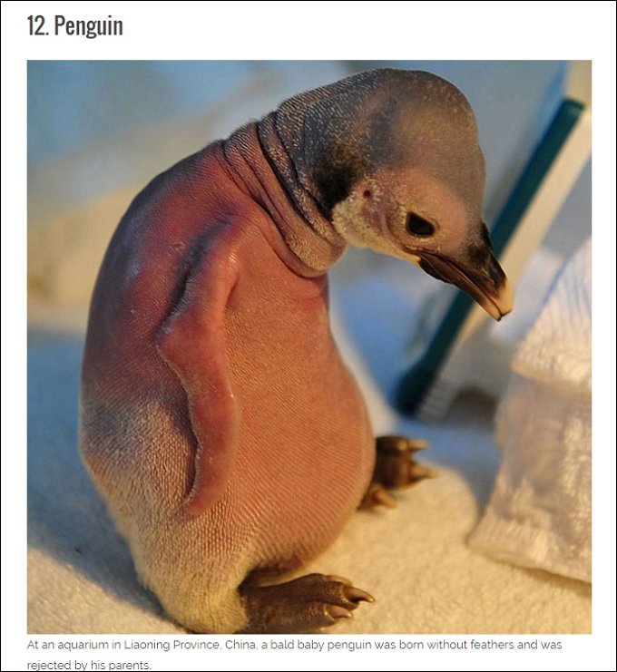 超ショック! 全身が禿げてしまったグロかわいい無毛動物16選の画像12