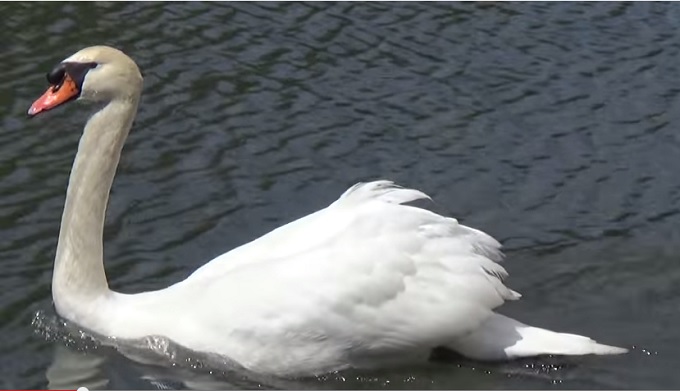 皇居のお堀の白鳥は「監視用ロボット」だった? 噂の真相を探った!の画像2