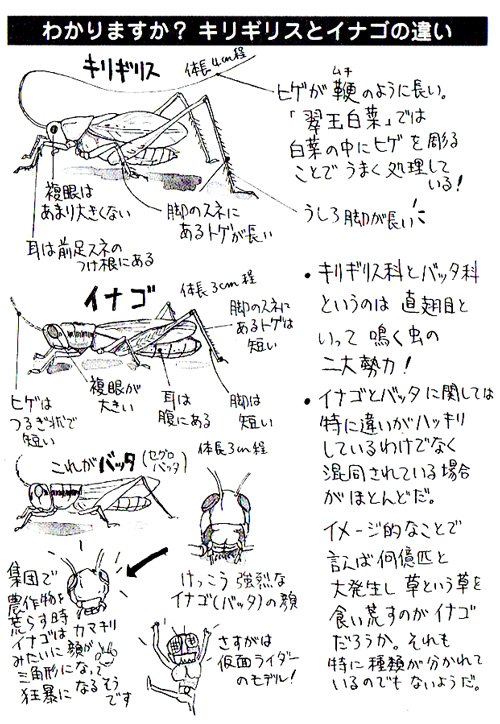 hakusai03.jpg