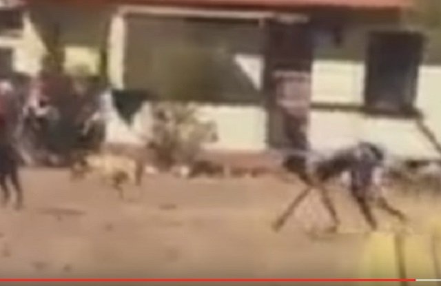 【衝撃動画】半分が犬、半分が人間のバケモノが激撮される! 全裸で爆走、獣姦による交配種か!?の画像3