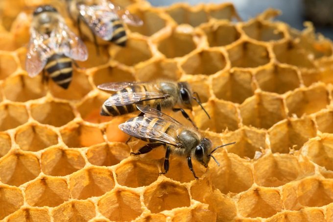 絶滅しかけのミツバチを今救わないと人類は4年で滅ぶ！徹底解説の画像1