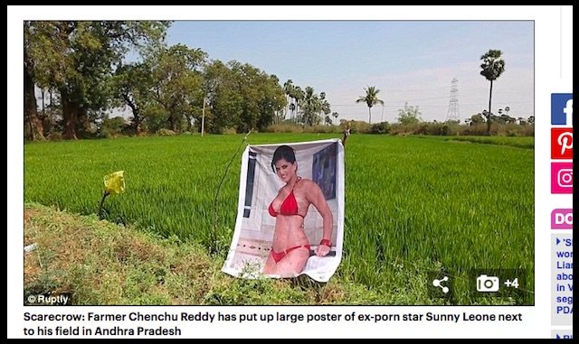 インドの畑にセクシー女優のポスターを置いたら収穫激増！「豊作はおっぱいパワーのおかげ」の画像1