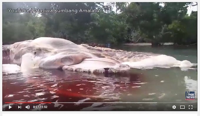 インドネシアに正体不明の15mのドロドロ流血死骸が漂着!! 巨大イカの予言的中か、理学博士が緊急解説!の画像2