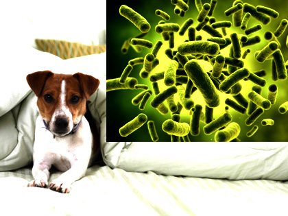 死に至ることも！ペットから飼い主に感染する微生物・細菌類の画像1