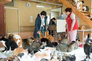 牛や豚の肉は食べるのに、なぜ犬の命だけを救うのか? 犬の殺処分問題について山田あかね監督が語る!の画像3