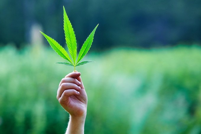 2018年大麻ニューストップ10前編! 高樹沙耶×石丸元章が選出「韓国の大麻解禁、ドンキ、コカ・コーラ大麻飲料…」の画像3