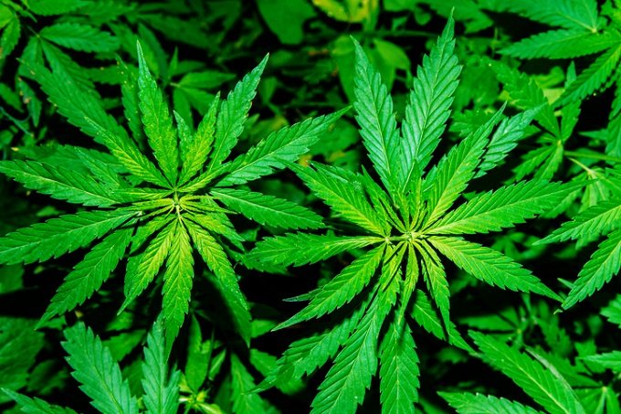 最近の大麻ニューストップ10後編! 高樹沙耶×石丸元章が選出「モーリー・ロバートソン、73年ぶり大麻奉納、中3女子逮捕…」の画像3