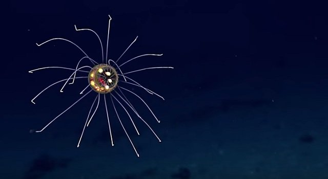 jellyfish.jpg