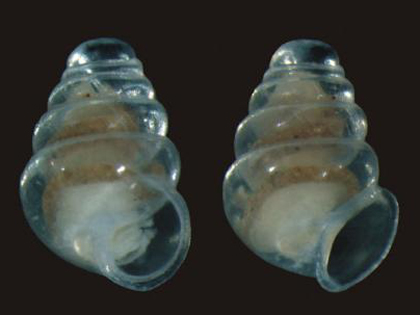 空飛ぶ透明カタツムリ!?―クロアチアの洞窟で発見の画像1