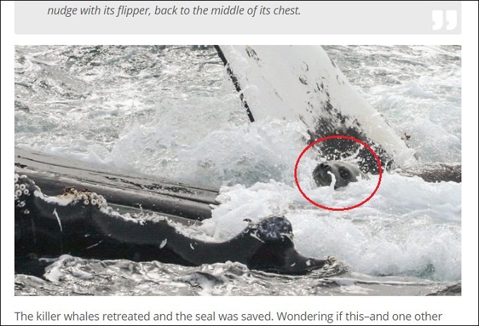 killerwhale_02.jpg