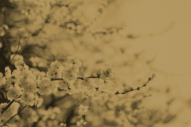 kishu10182_02.jpg