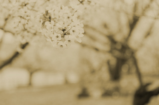 kishu12042_01.jpg