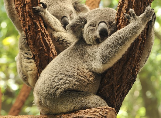 【自然の驚異】コアラが木に抱っこする理由がついに判明!! 可愛さアピールではなかった！の画像1