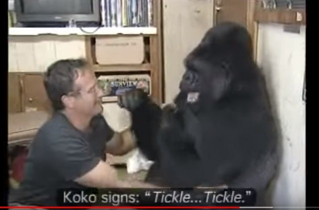 【感動】ゴリラのココが手話で人間に伝えた12のメッセージに心が震える! 「地球を助けて…」「死後の世界は…」の画像2