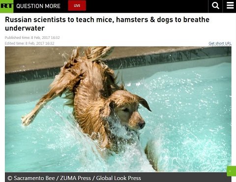水中で呼吸する 液体呼吸 の動物実験をロシア研究所が開始 犬やハムスターが次々と成功 次は人間か Tocana