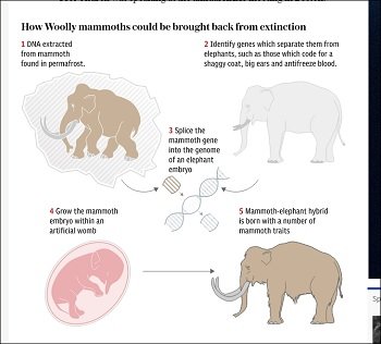 mammoth_3.jpg