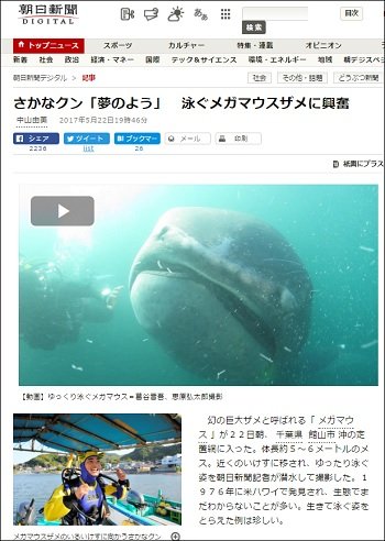 静岡 巨大サメ メガマウス が定置網にかかり 死亡 さかなまとめ