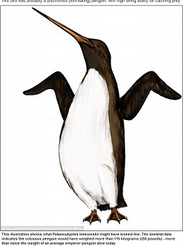 人間よりも巨大なペンギンがいた？ ― 南極大陸付近の島でメガトン級の骨を発見！の画像1